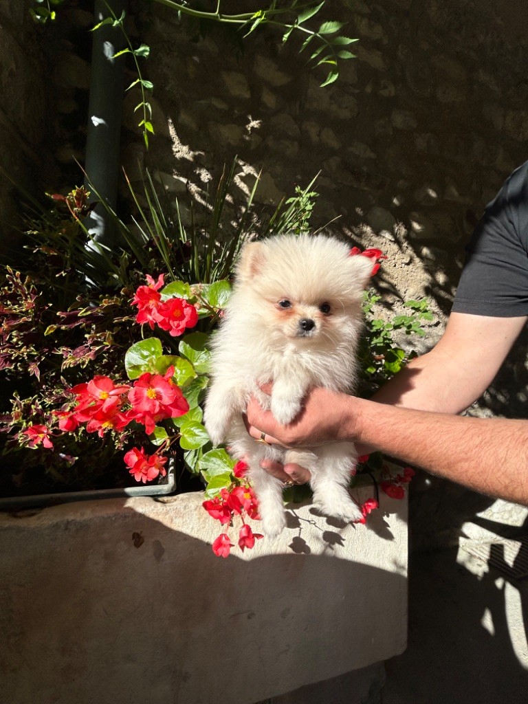 Des Amoureux De La Vallée Des Lavandes - Chiot disponible  - Spitz allemand