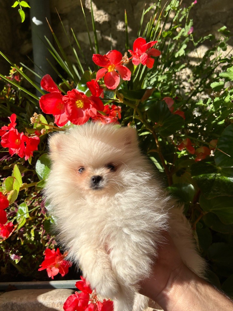 chiot Spitz allemand Des Amoureux De La Vallée Des Lavandes