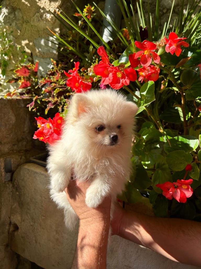 Des Amoureux De La Vallée Des Lavandes - Chiot disponible  - Spitz allemand