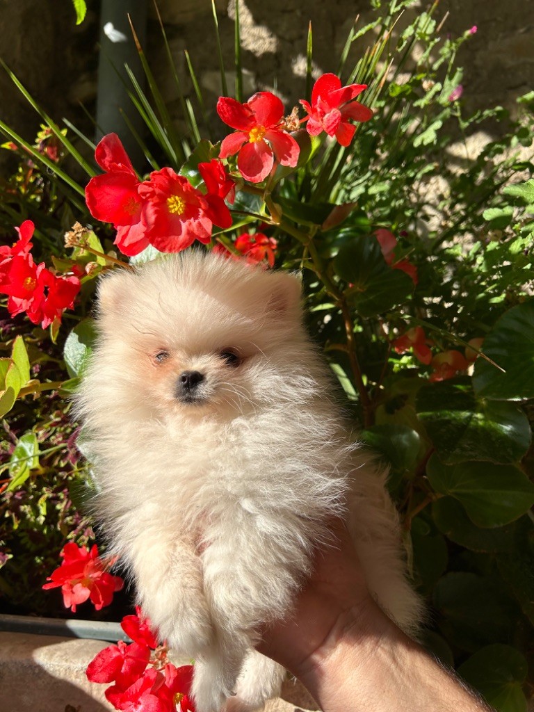 Des Amoureux De La Vallée Des Lavandes - Chiot disponible  - Spitz allemand